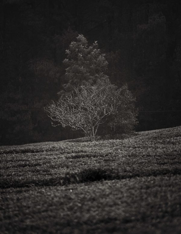 Landscapes